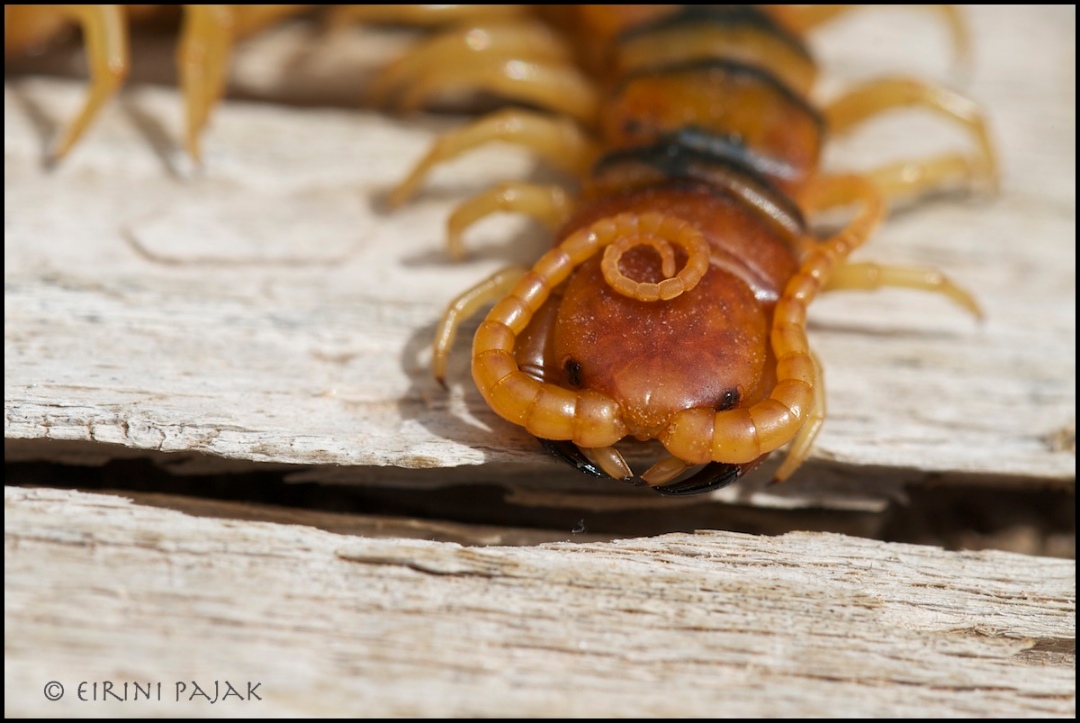 Giant Centipede