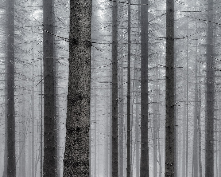 Nebelwald (b/w)