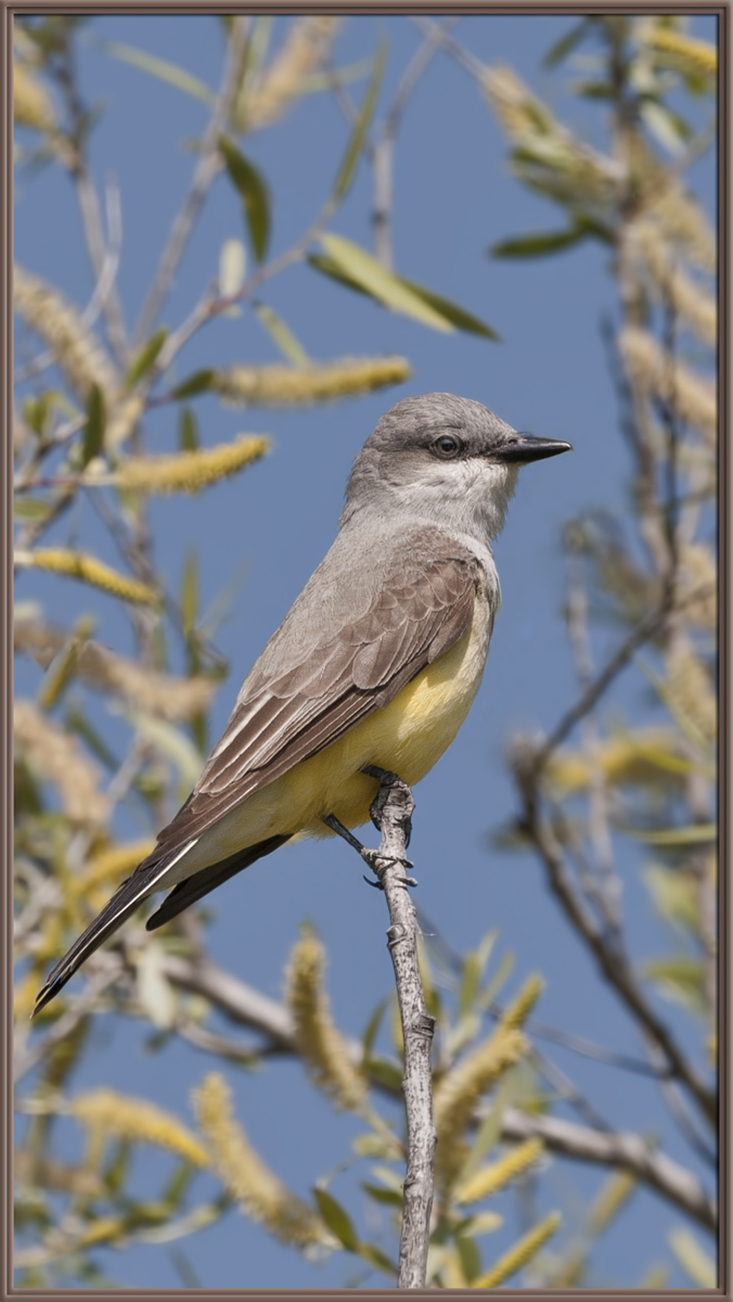 Western Kingbird