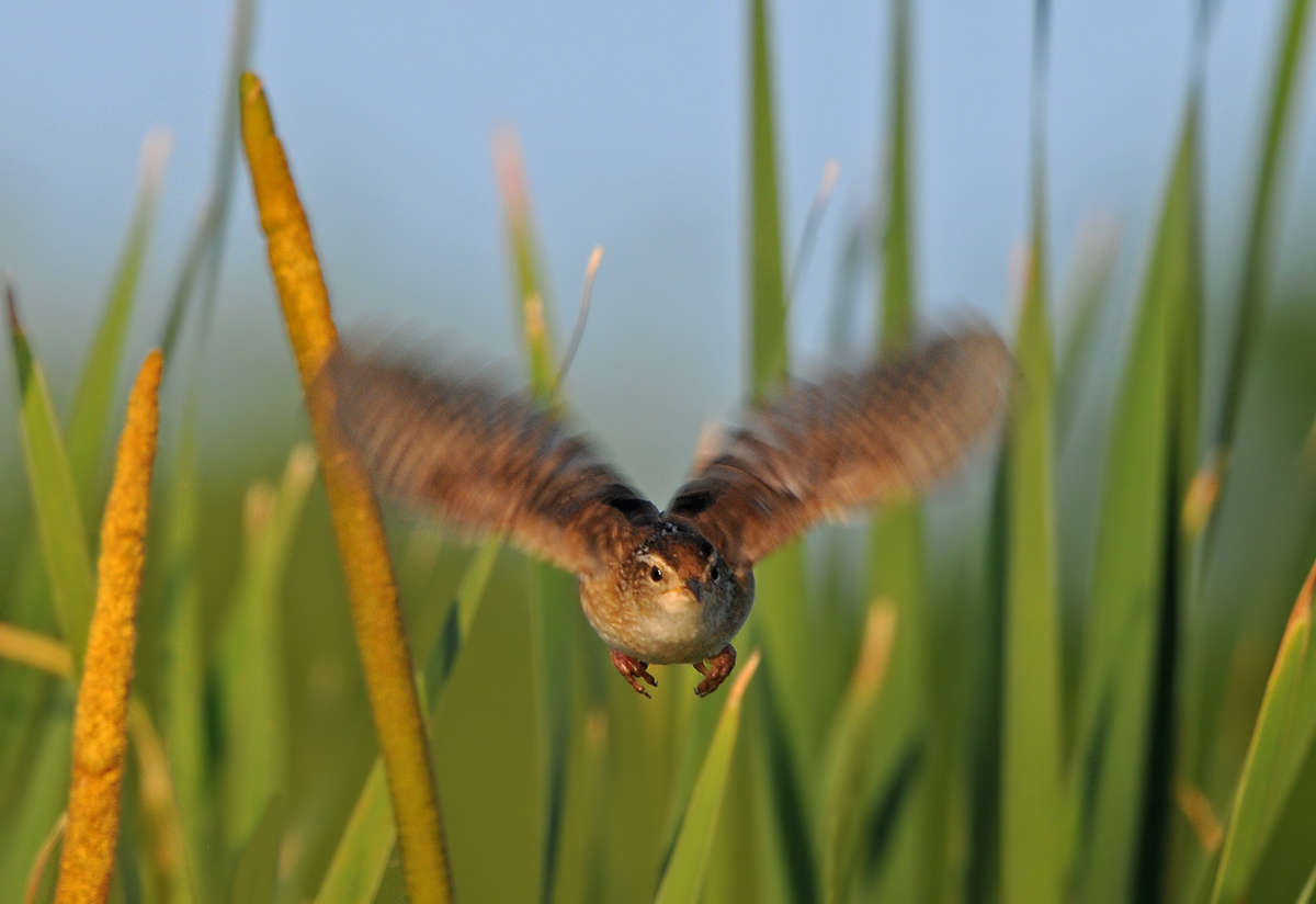 Duck!  No, Marsh Wren.