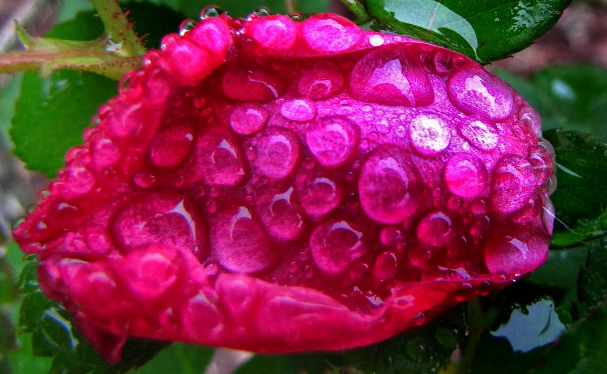 Rose Gumdrops