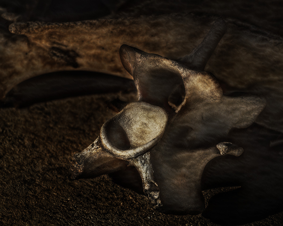 Bones 3