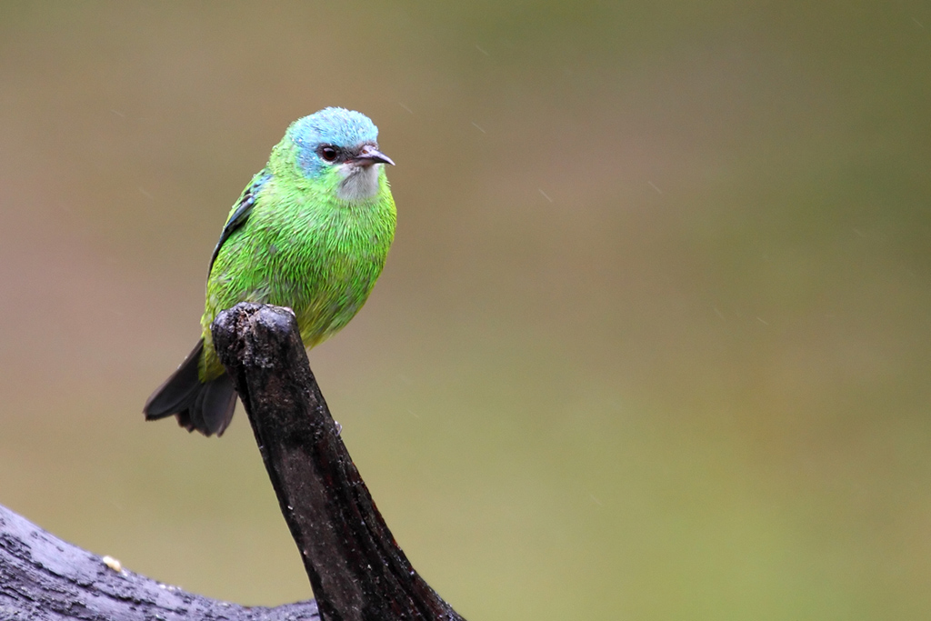 Dacnis cayana, female