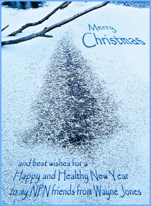 Merry Christmas to NPN!