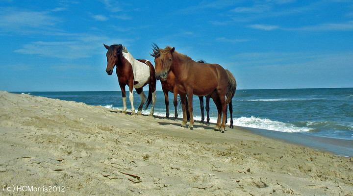 Assateague Ponies