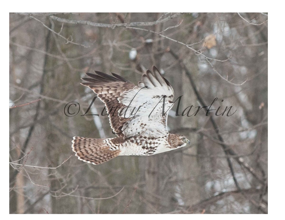 Broad wing ???
