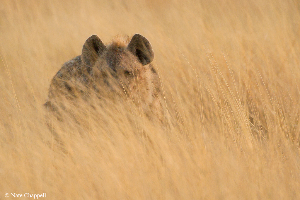 Spotted Hyena