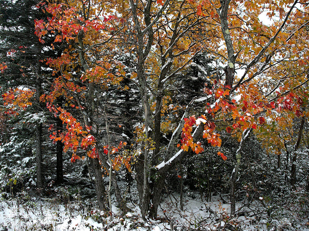 Snowy day in Autumn
