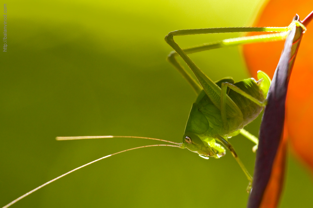 The Bush Cricket