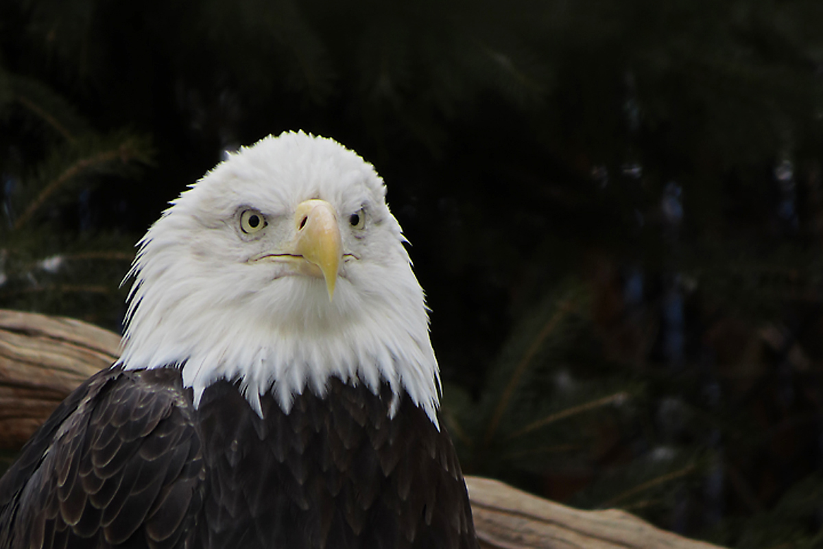 Bald Eagle