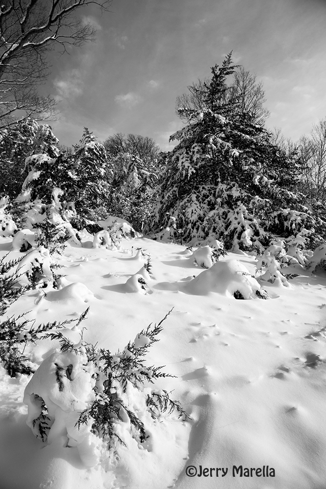 Snowy field and trees