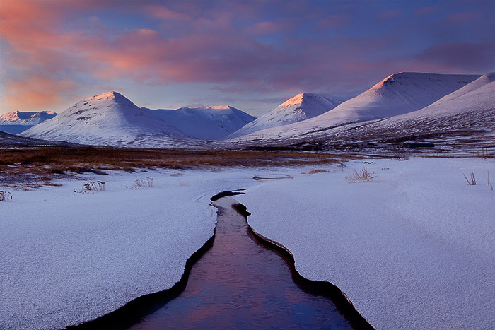 Winter's Blush