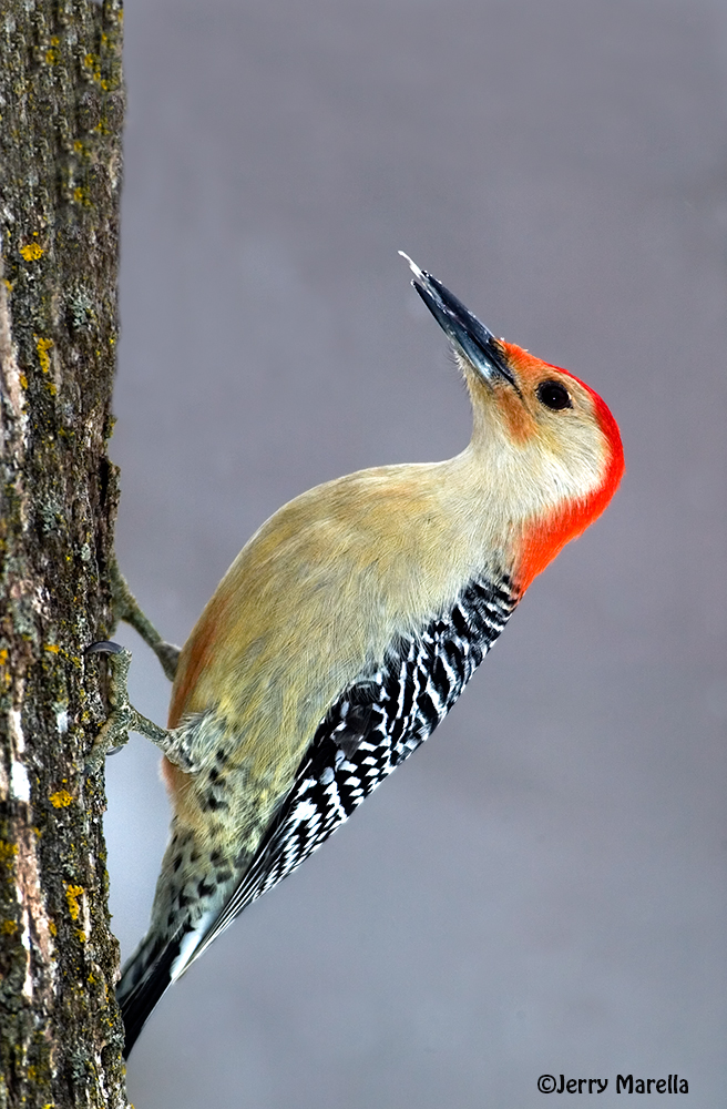 Male Redbellied