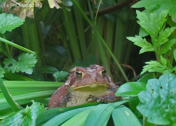 You lookin at me?