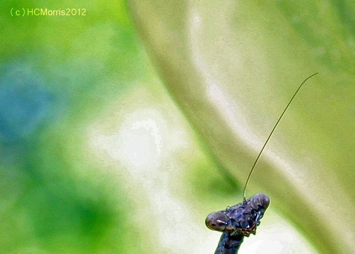 Preying Mantis