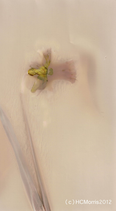 Daffodil Lumen print