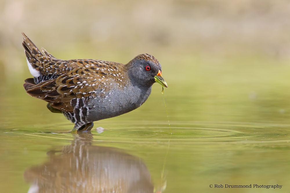 Aust. Spotted Crake