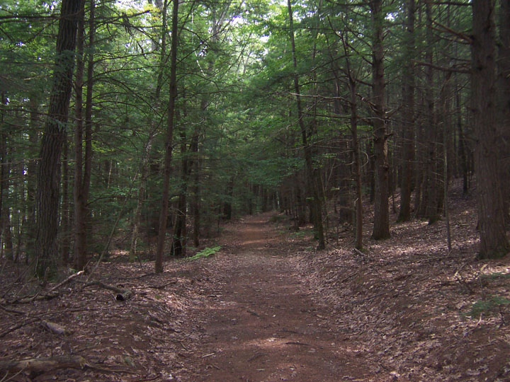 forest path