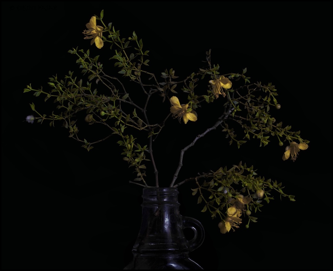 Shadowy Creosote 2