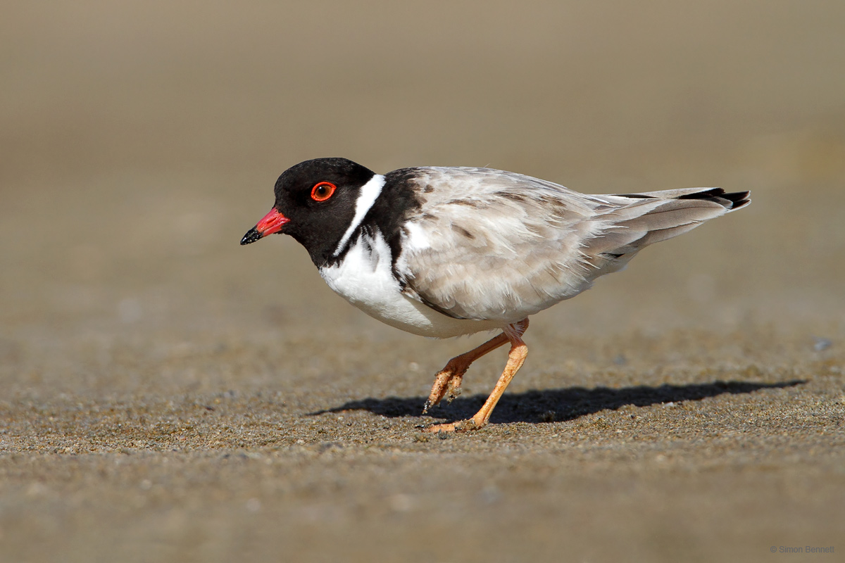 Hooded Plover