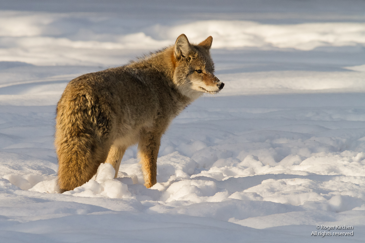 Coyote in Winter (+ repost)