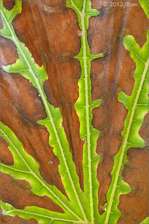 Giant Butterbur Leaf