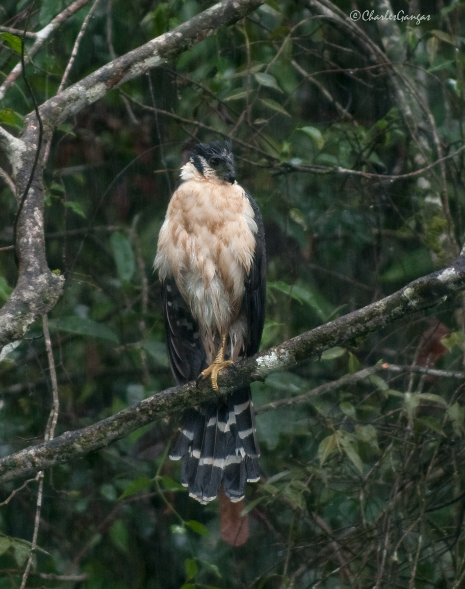 Collared Forest Falcon