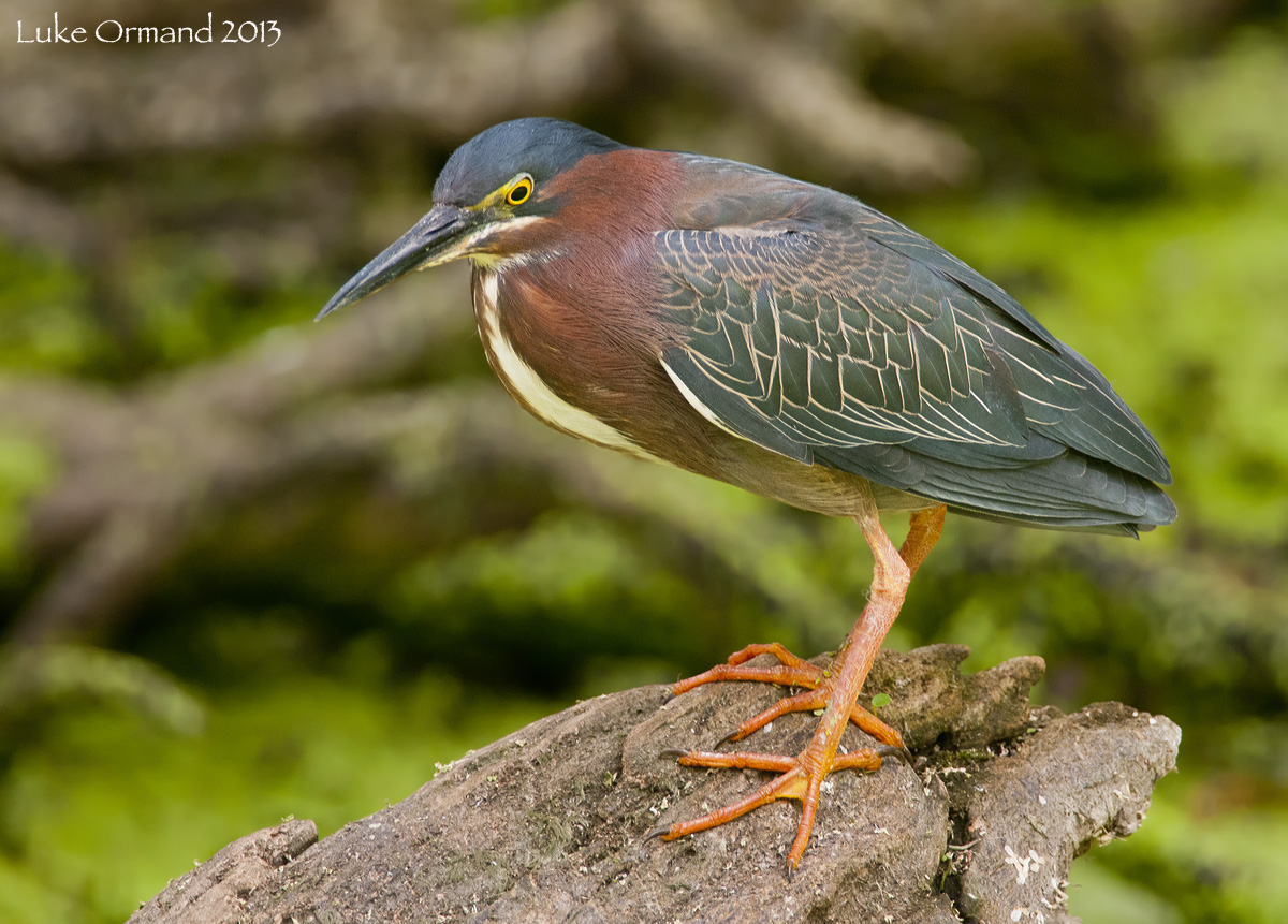 Green Heron