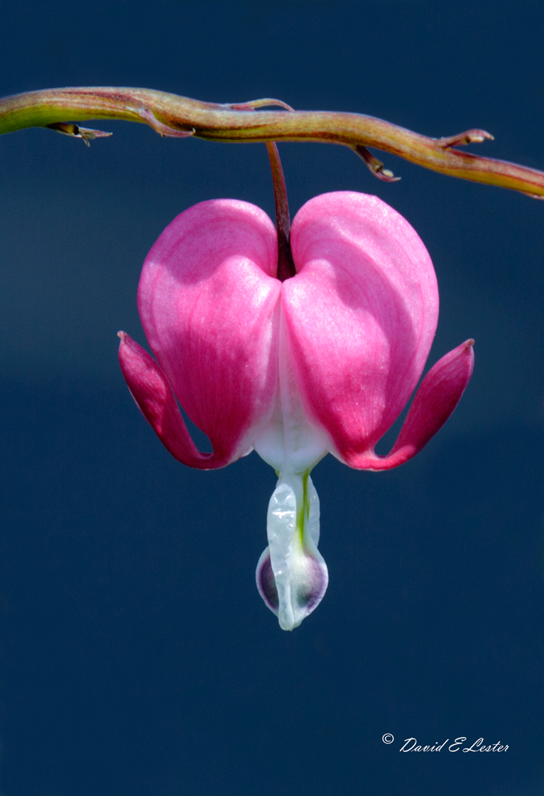 Bleeding Heart