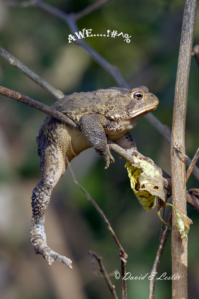 Frog Humor