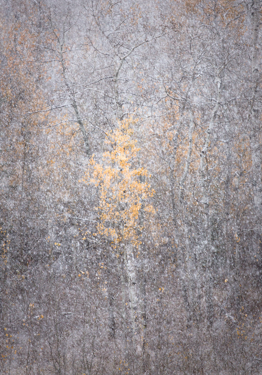 Winter apparition