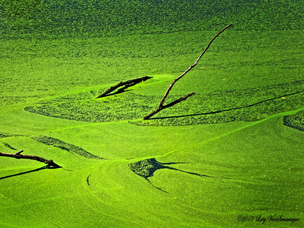 Duckweed Art