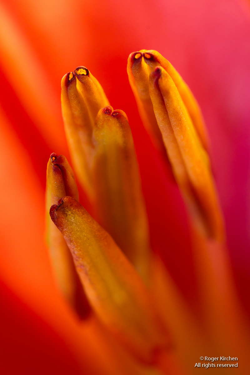 Stamen Dance