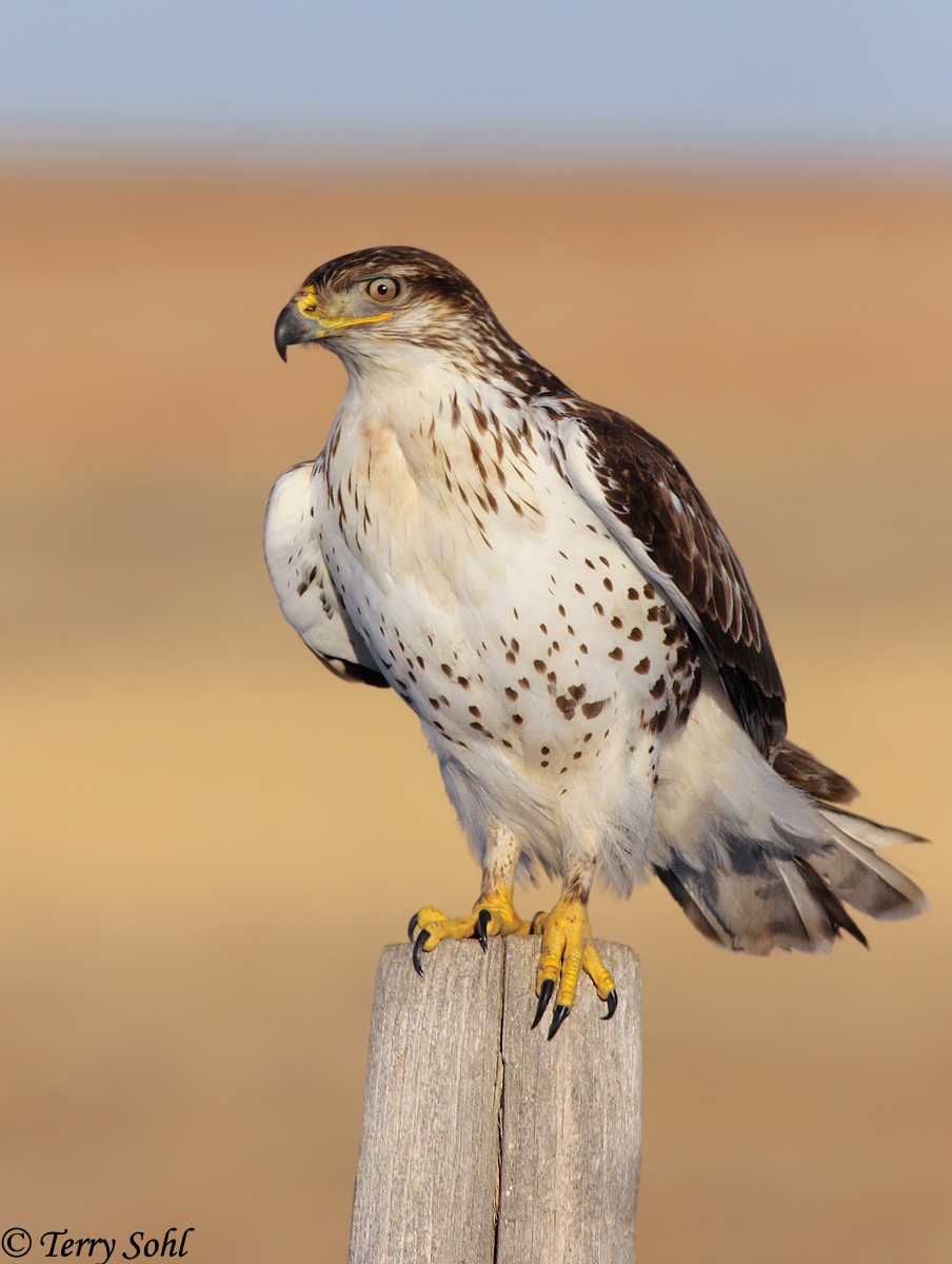 Ferruginious Hawk