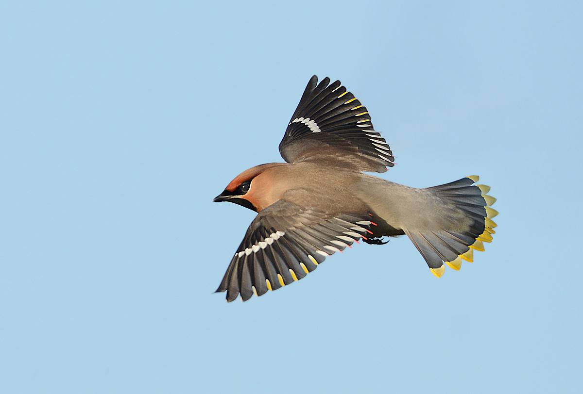 Bohemian waxwing