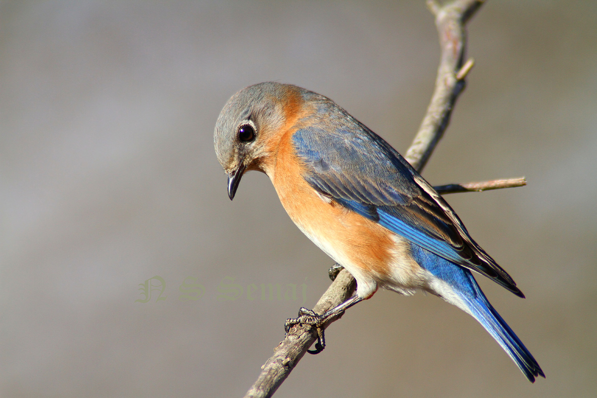 Female Eastern Bluebird
