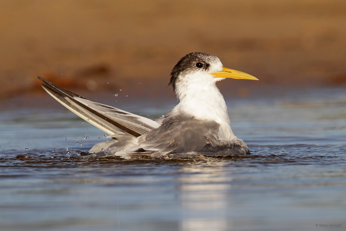 Crested Tern