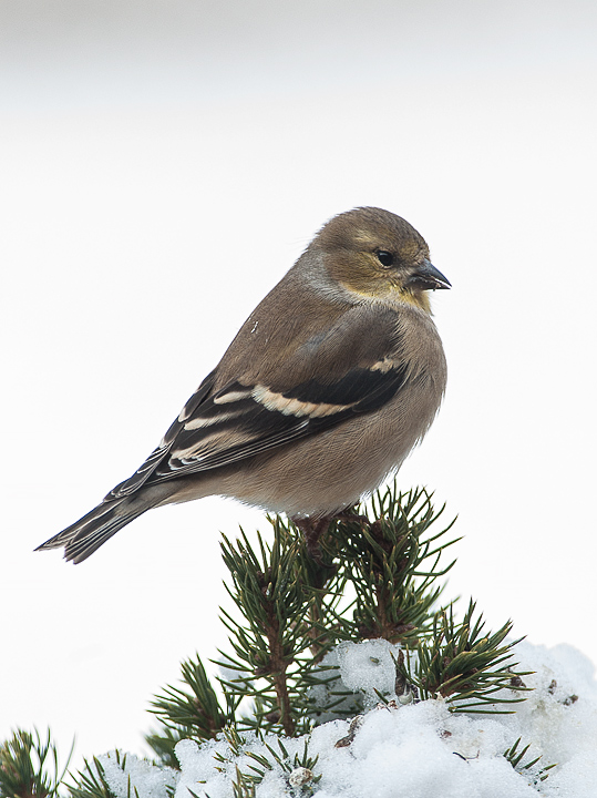 Goldinch on Spruce