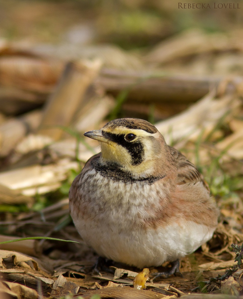 A Better Lark!