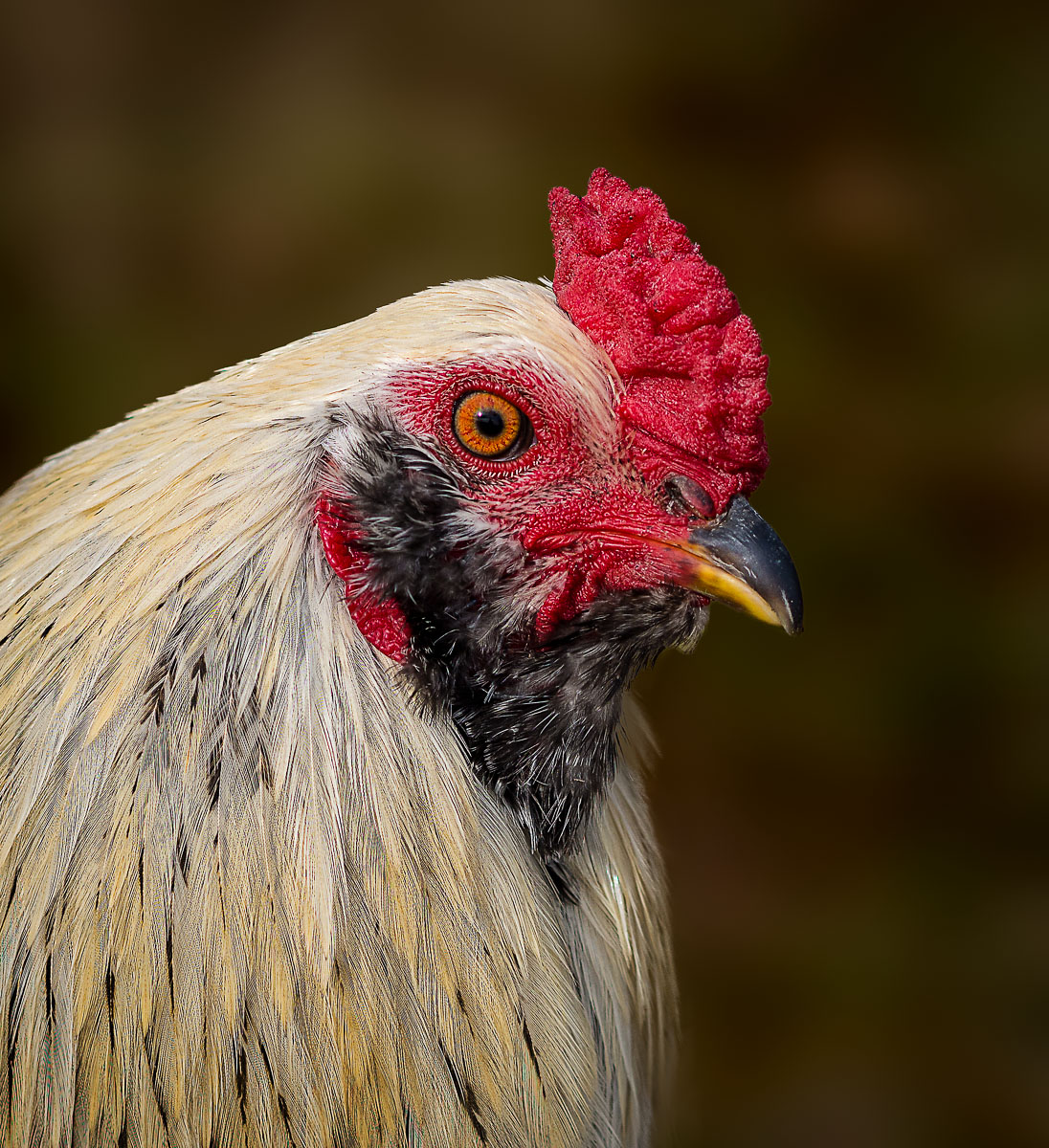 Rooster