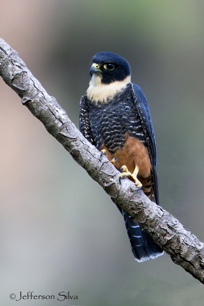 Falco rufigularis