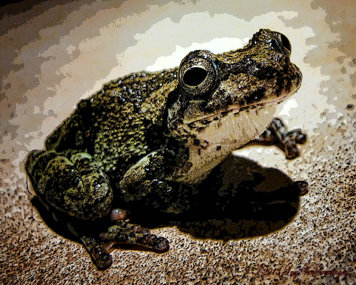 Hopeful Frog