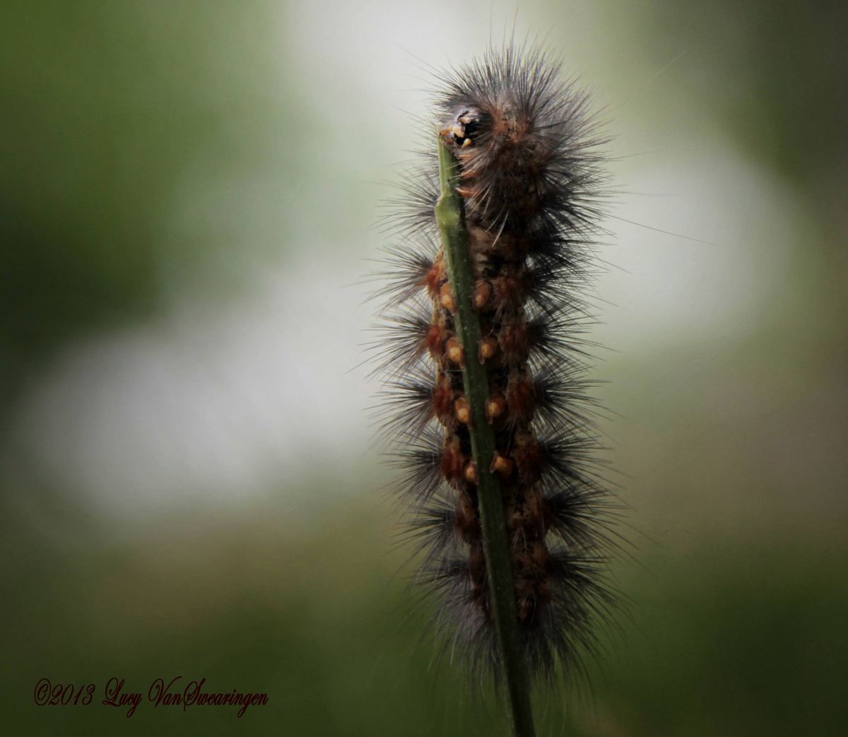 Windy Subject
