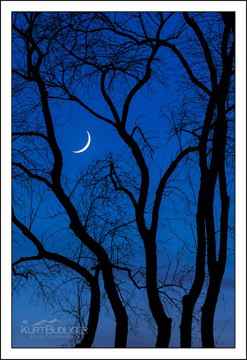 Moon Branches
