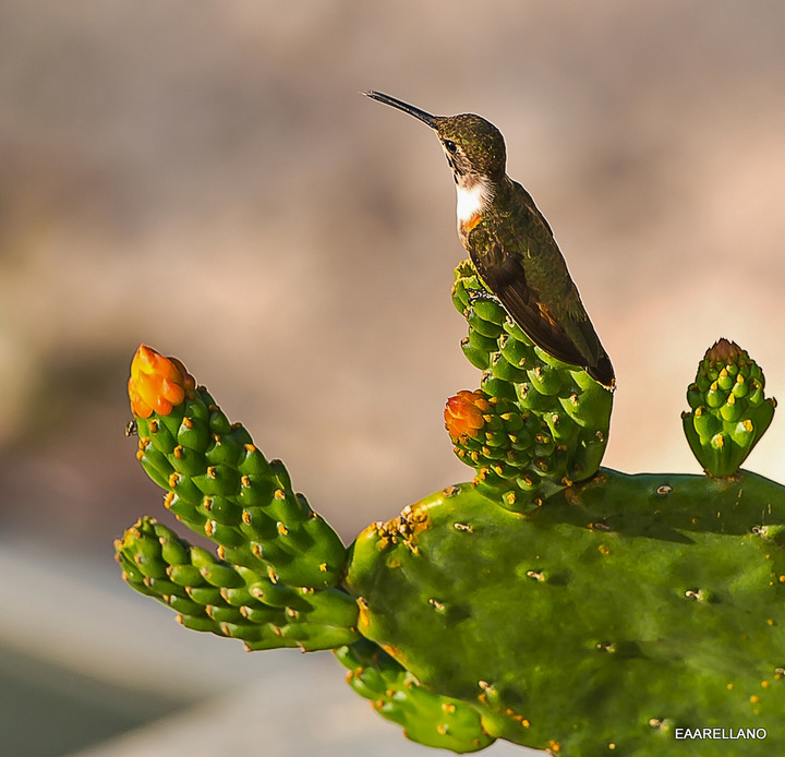 Hummer
