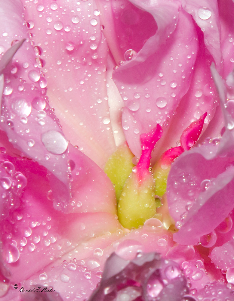 Peony 