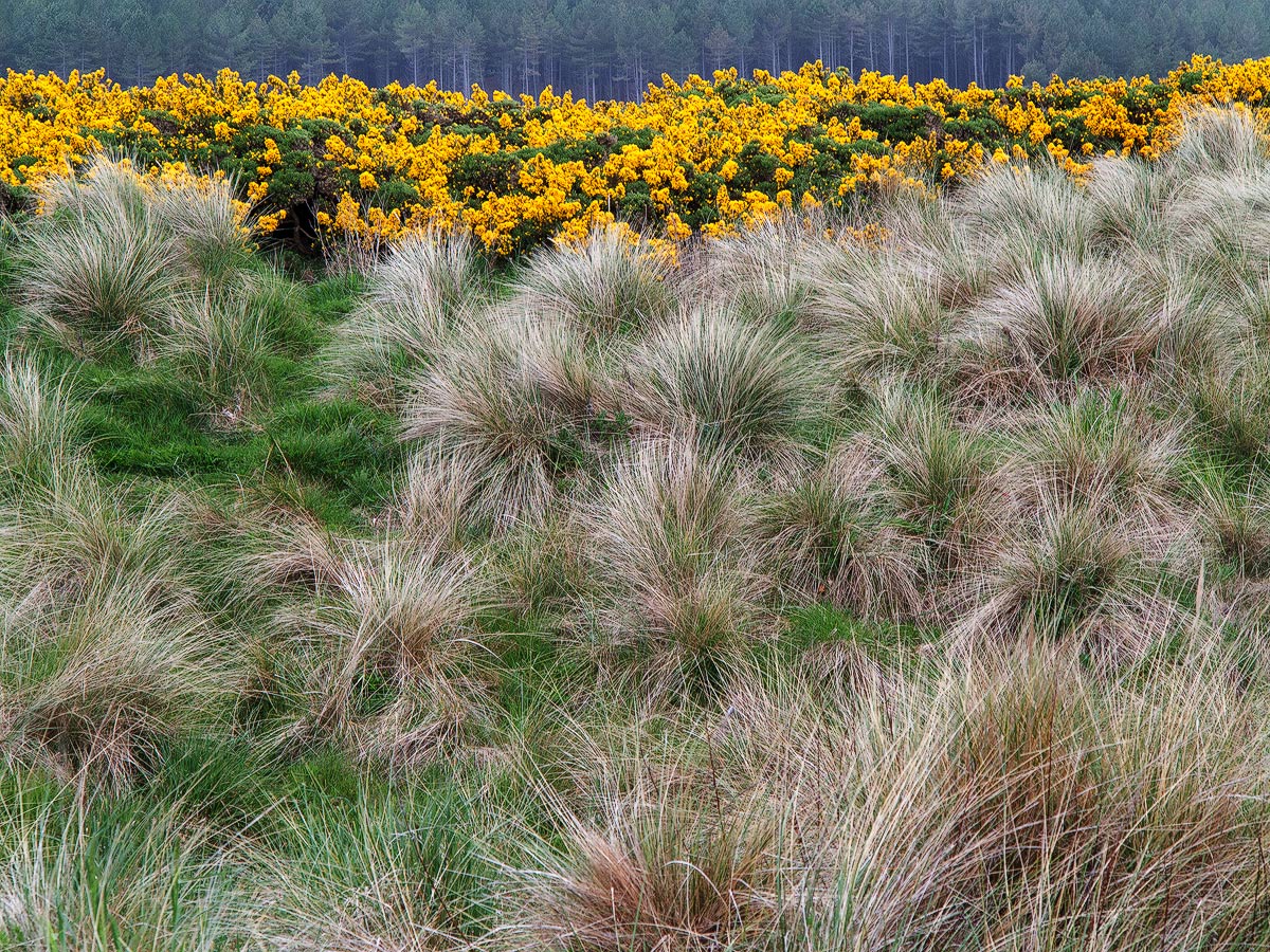 Dune Grass and Gorse