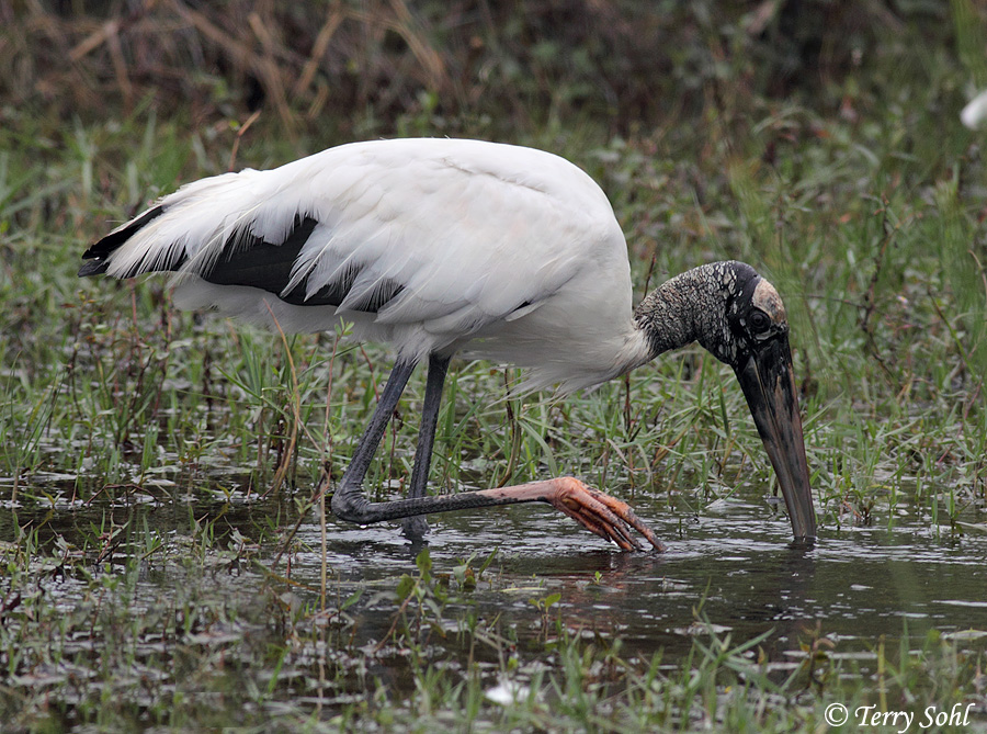 Wood Stork
