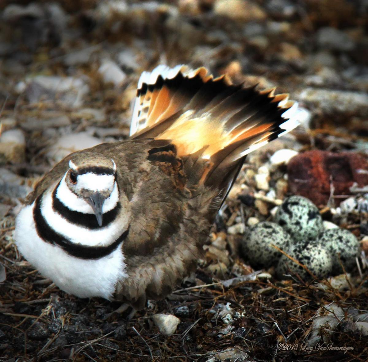 Mother Kildeer w re-post