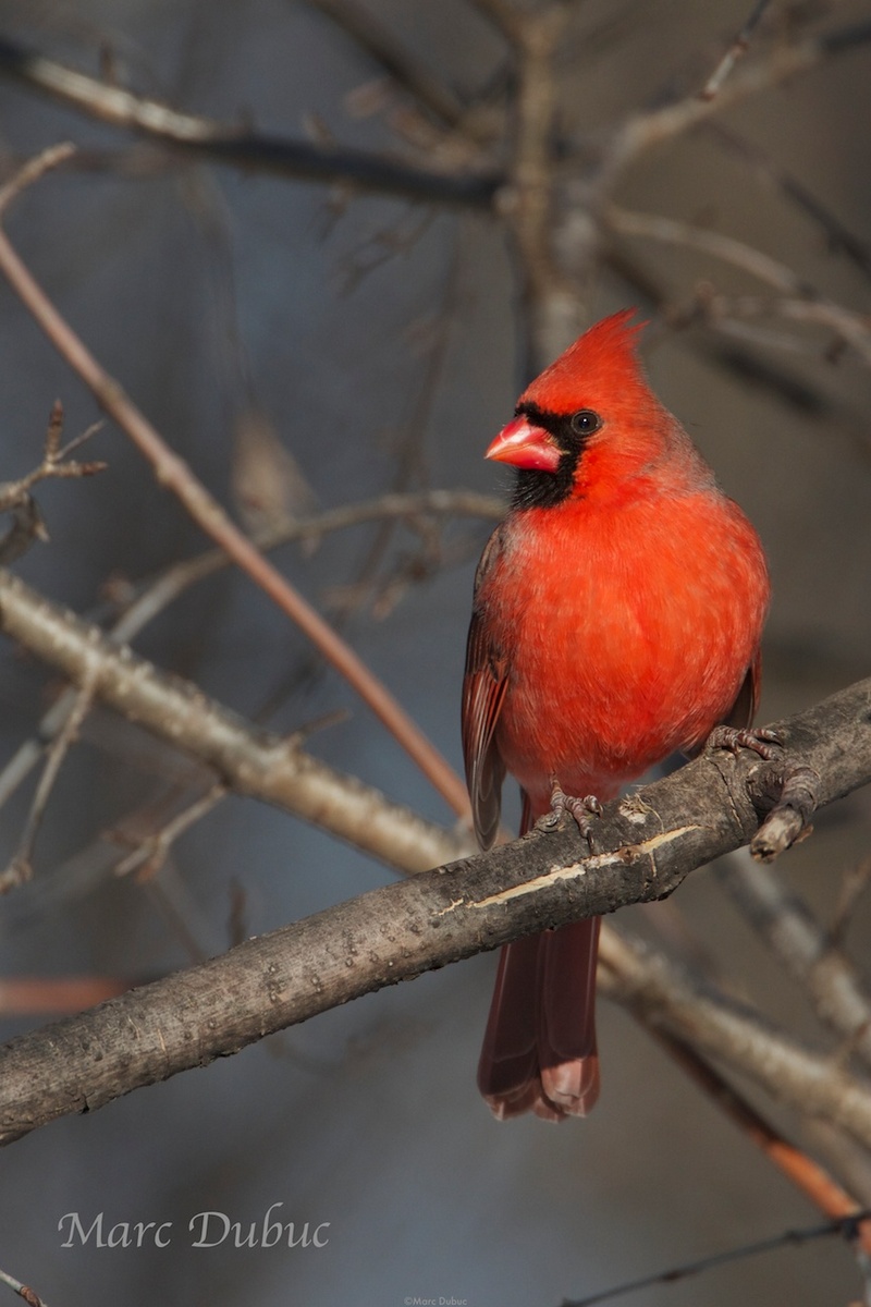 Red Cardinal